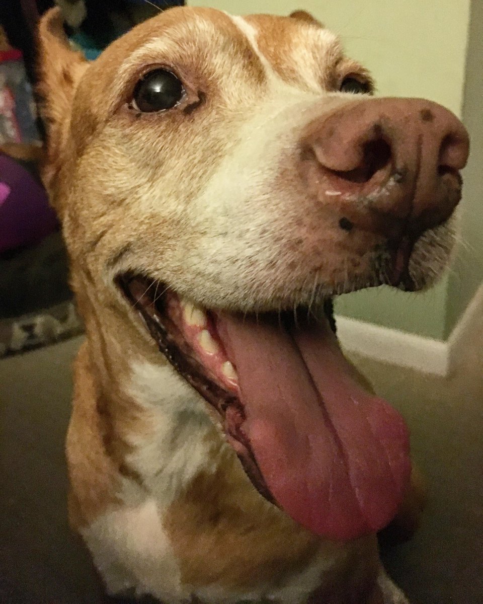 StinkyTink's tweet photo. Gimmie kisses! http://t.co/60XkuSjC0J