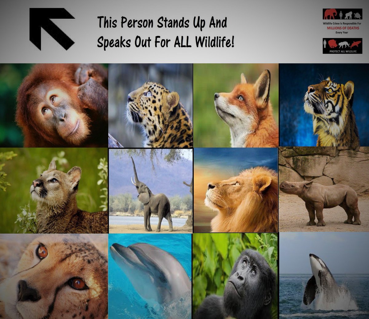 Protect_Wldlife's tweet image. RT if this is you, IGNORE if it isn&apos;t!!   
#SolveMyProblemsIn4Words  ~ Stop ALL Animal Abuse