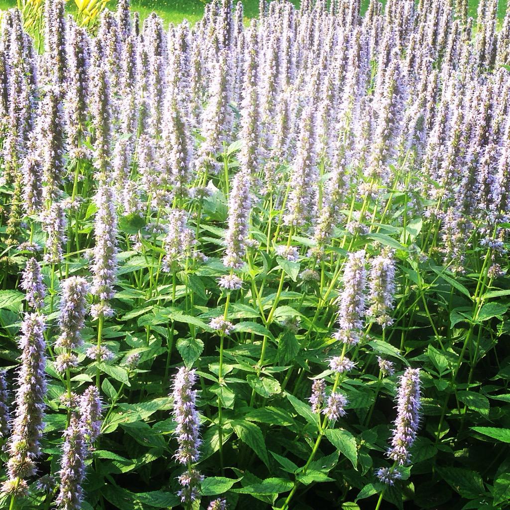 ALNAQI_KW's tweet photo. قوة المنطق لابد وأن تهزم منطق القوة.. وإن طال بها الزمن!
مع هدوء اللاڤندر🌾
#lavender #LavenderVideo http://t.co/G1xTLBmpYh