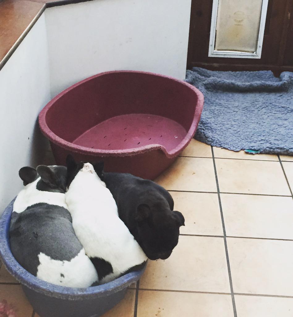 Mrs_V_'s tweet image. #French #Bulldog logic - better to squeeze in the small bed than be comfy in the large one! #cosy ;)
