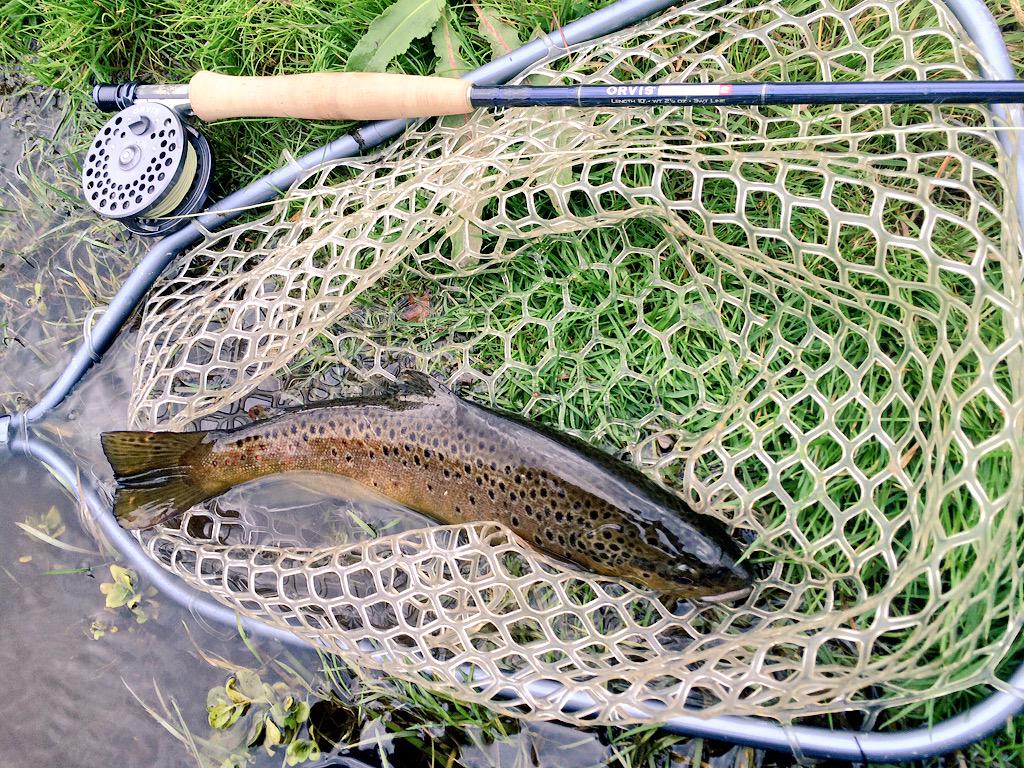 utahsflybox's tweet photo. Brown trout love. #trout #troutbum #orvis #helios2 http://t.co/JHStL8lb5r