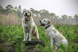 fiprofortplus's tweet photo. 4 tips to keep your #dogskin healthy and shiny.
http://t.co/GJw9qVPMZT
#genericfrontlineplus
#petcareproducts http://t.co/ZTyrhhls4d