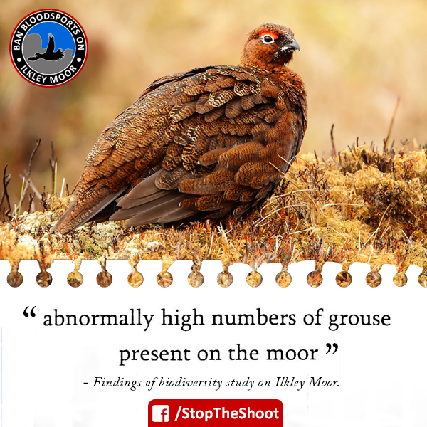 wildmoorsuk's tweet photo. Did you know burning on #Ilkley Moor has rocketed grouse numbers and overall biodiversity has slumped as a result? http://t.co/1Re6Ve5u5K