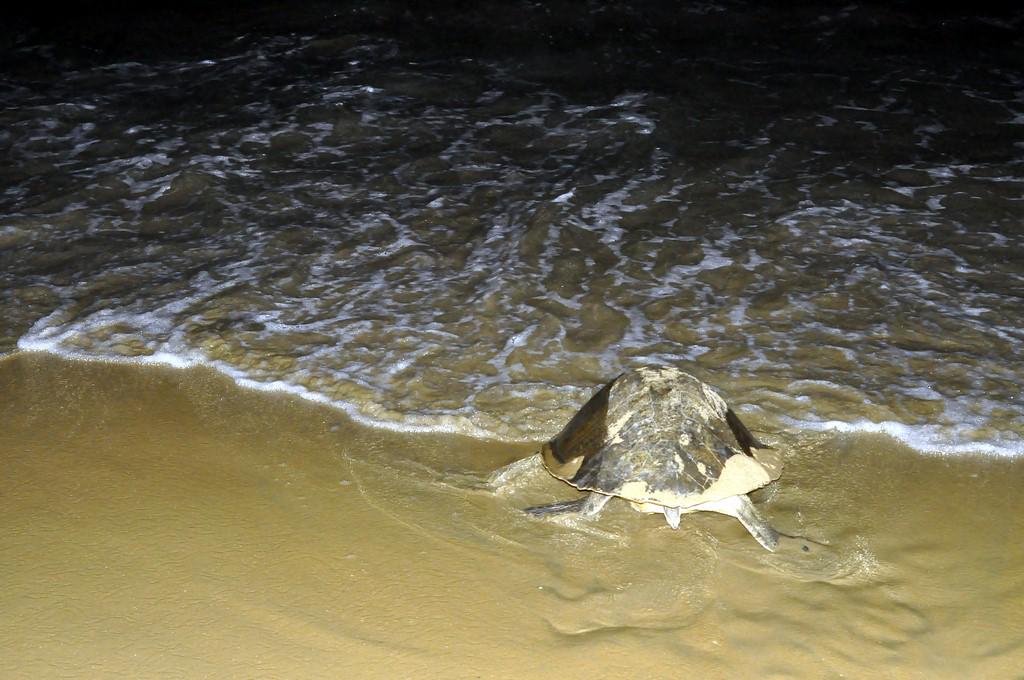 sv_fotography's tweet photo. #SVFotography : Turtle Walk Photos http://t.co/h8P6FToM9B