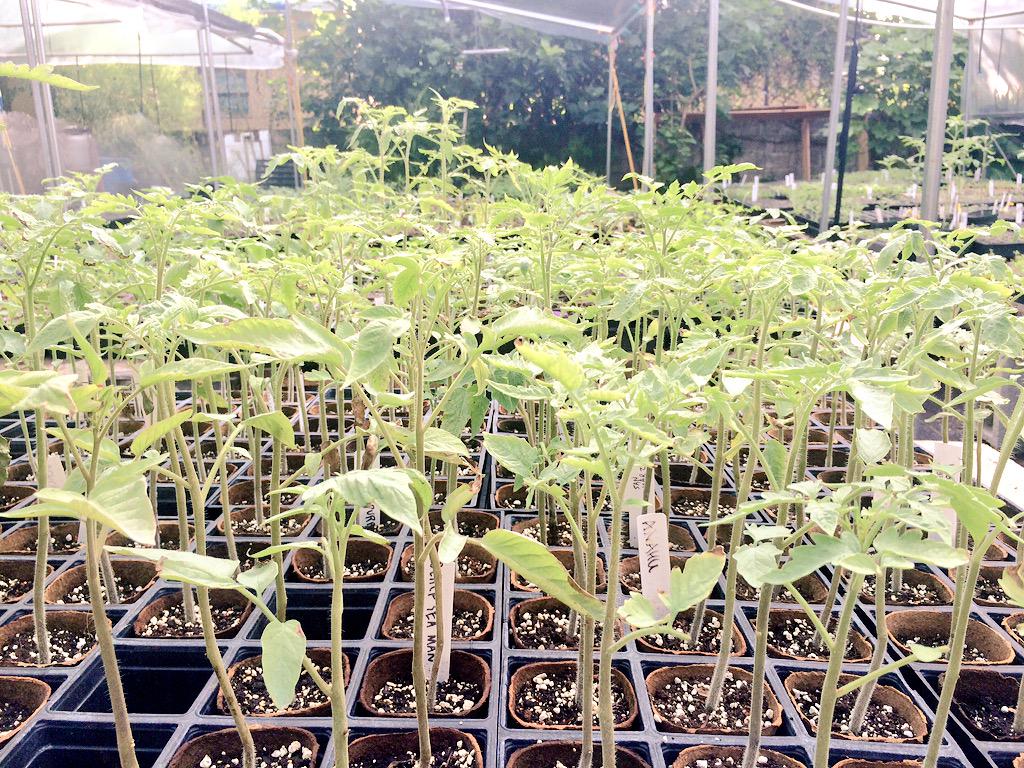 ZagatMiami's tweet photo. 30+ Miami chefs are touring local farms w/@SlowFoodMiami. Starting @ Little River Coop #SFMFARMTOUR #slowride http://t.co/nF167LENub