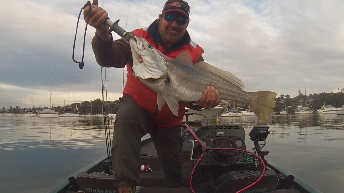 ProBreamFish's tweet image. 