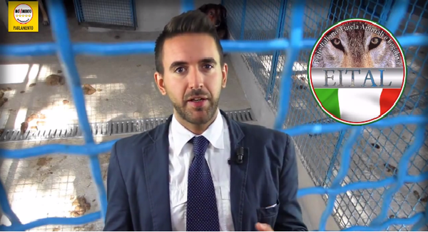 Bernini_P's tweet photo. Ecco il video dei 120 cani salvati da #M5S e @EITAL_IT a Ravenna in un allevamento lager ⏩http://t.co/nYMNArSQ4I ⏪ http://t.co/k3ttExEnkj