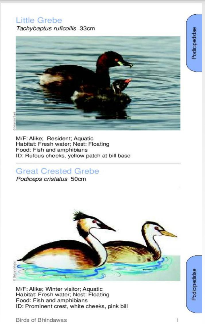 bhindawasbirds's tweet photo. Know the different Species birds through E-Book based on #Bhindawas lake #Jhajjar @badell @dinesh383 @HaryanaTweets http://t.co/x26yJfmvAP