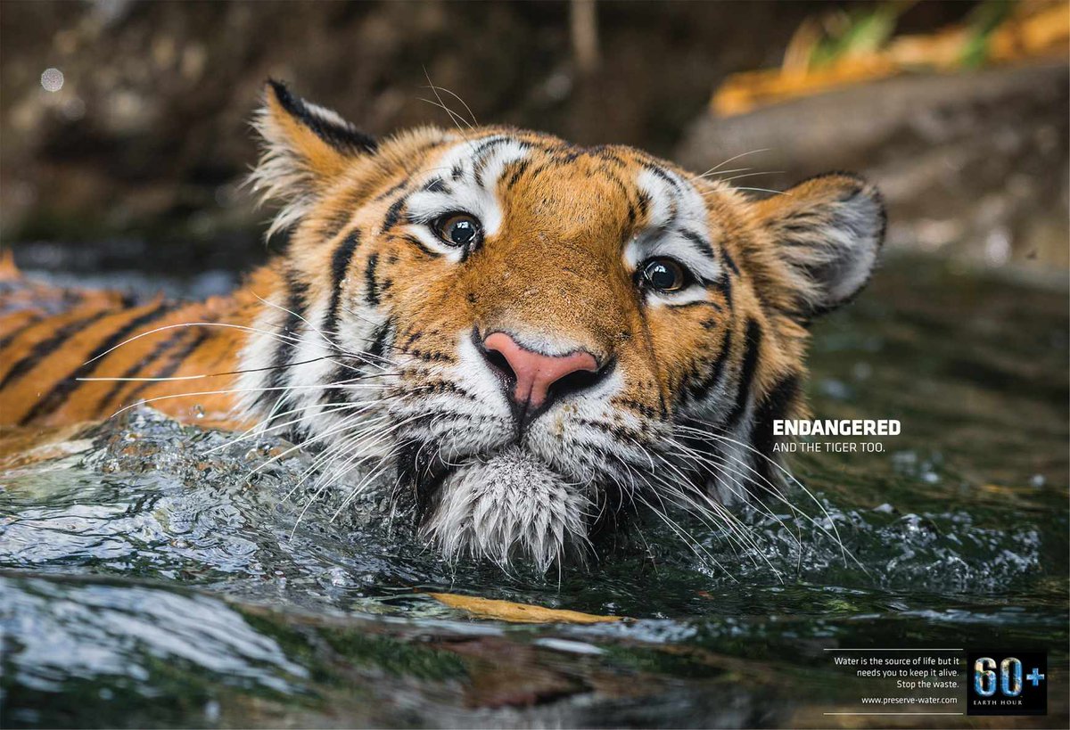 GImpresion's tweet photo. El agua está en peligro, el tigre también. #Ads #Creativity http://t.co/gRKzbGV8Hu