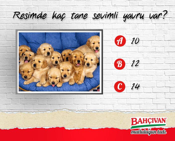 Bu fotoğrafta kaç tane yavru köpek var? 1 şanslı kişi “Peynir Kesme Bıçağı“ kazanıyor. #BahçıvanPeynir #Hediye #Oyun