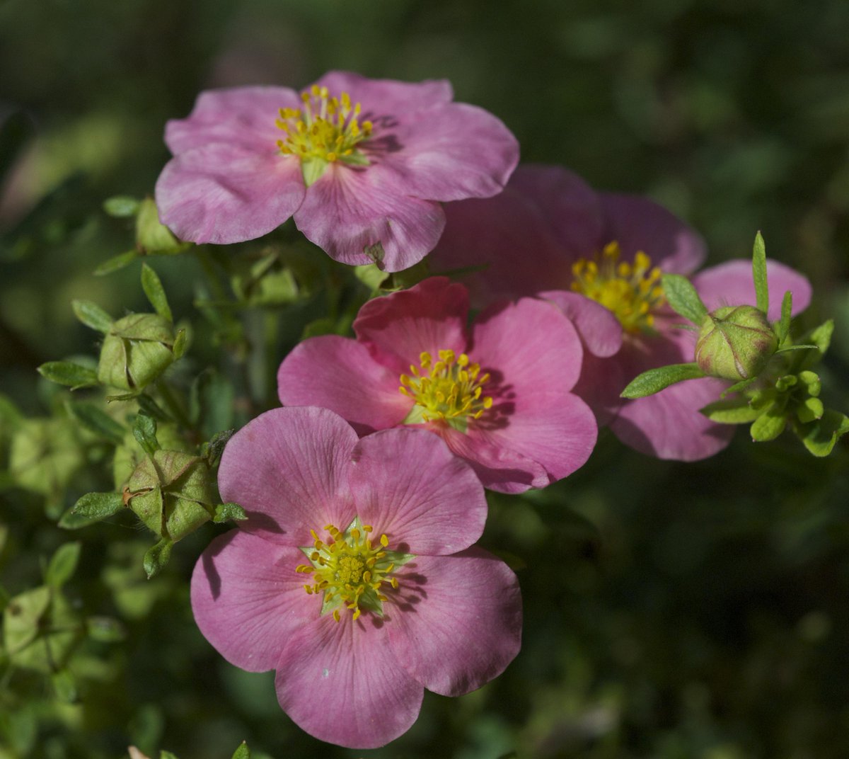 It's like spring in the garden today!