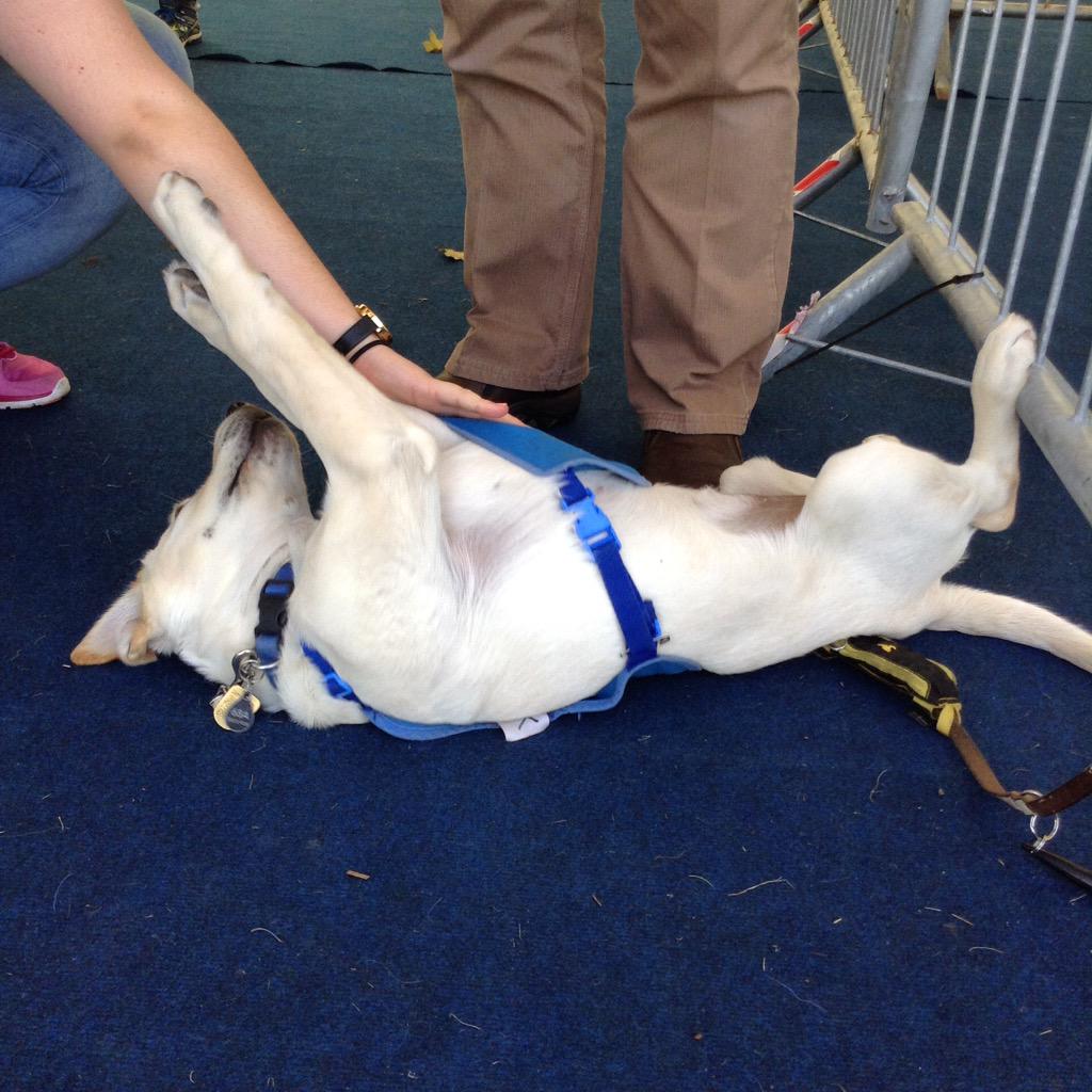 Union_Soton's tweet photo. Meet Daisy at the Marquee by the SU now! #MeetTheGuideDogs #sotonfreshers http://t.co/3hfIWyGo4l