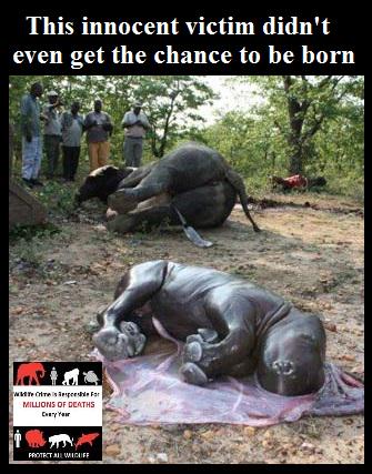 Protect_Wldlife's tweet image. What would #SolveMyProblemsIn4Words? EVERYBODY finally getting the message that RHINO HORN CURES NOTHING!!