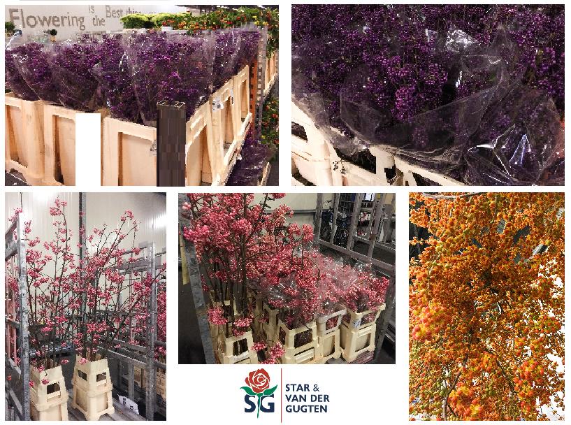 Ook vandaag hebben we weer prachtige Callicarpa, Sorbes en Celastrus binnen gekregen ! #stargugten