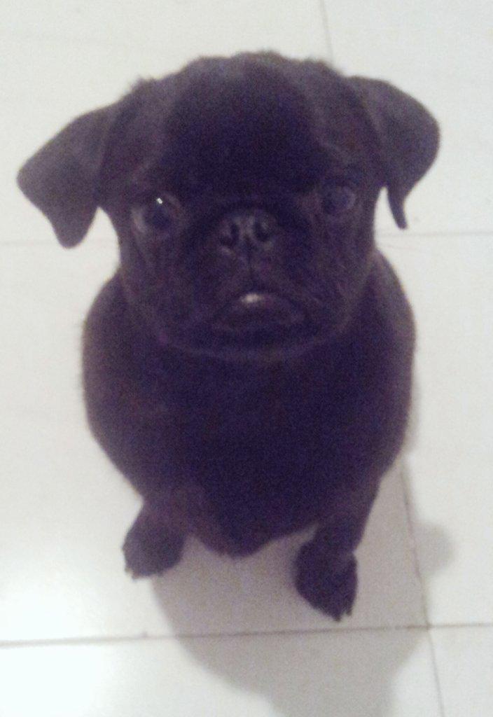 thegeekgineer's tweet photo. @Superlauss ánimo ya queda poco!! #PugForce http://t.co/RAkxEyjASY