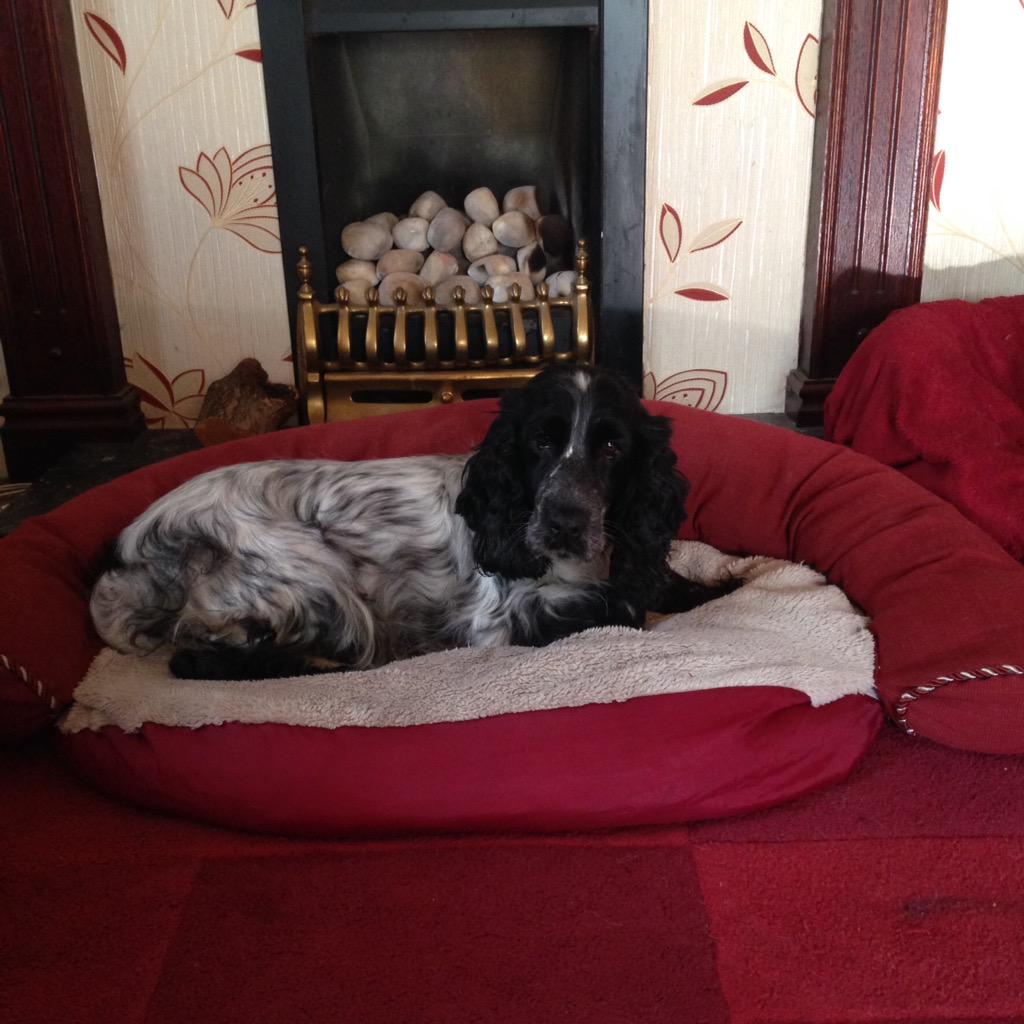 repair_restore's tweet photo. @wrexham missing since Saturday in the Worthenbury area Bangor on Dee spaniel very timid, black and white. Chipped http://t.co/t1qo66GmZH