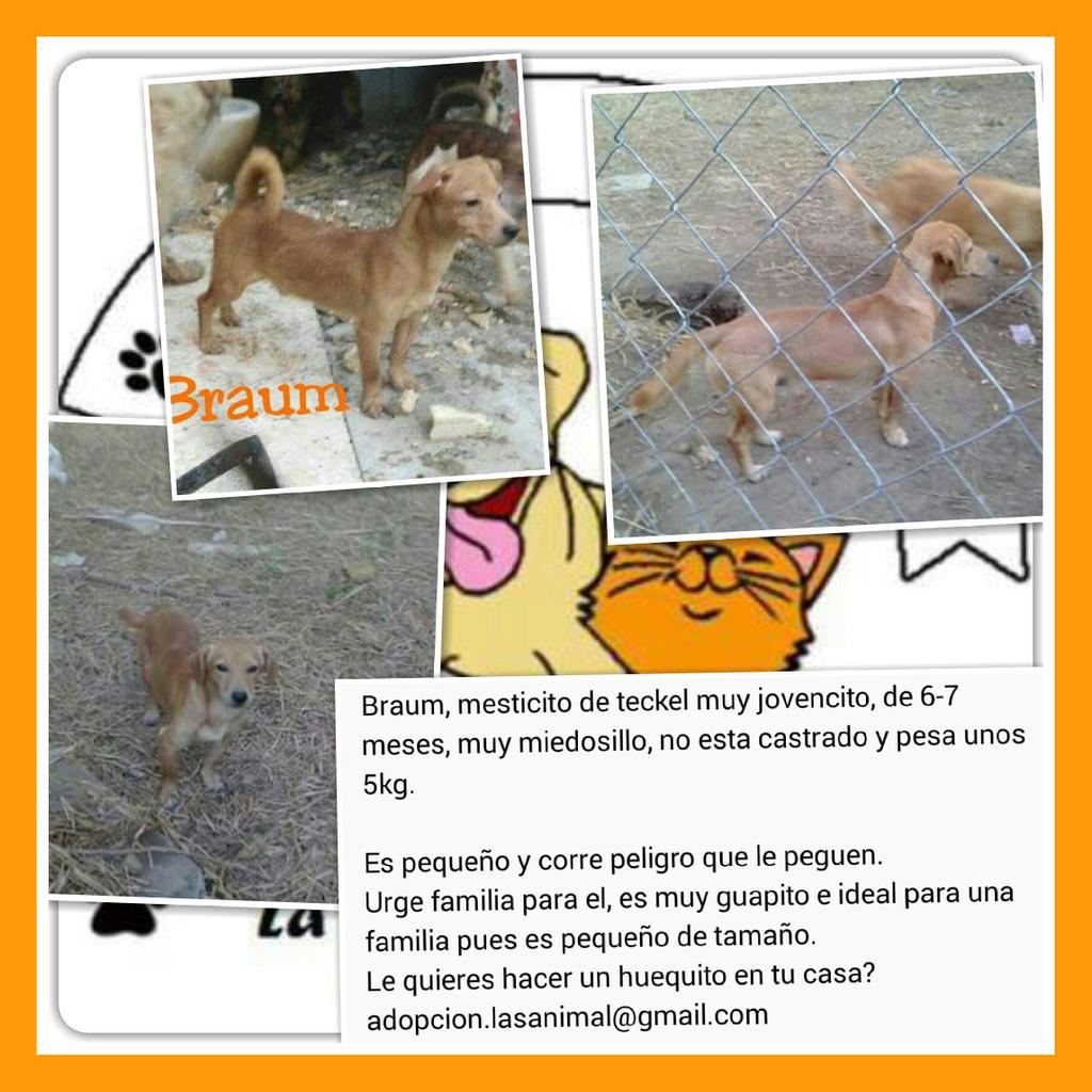 LASAnimal's tweet photo. #BRAUM 7 meses, 5kg, en la casa de la anciana es x de teckel muy miedoso, corre peligro con los machos adultos. http://t.co/Kwjerl7adQ