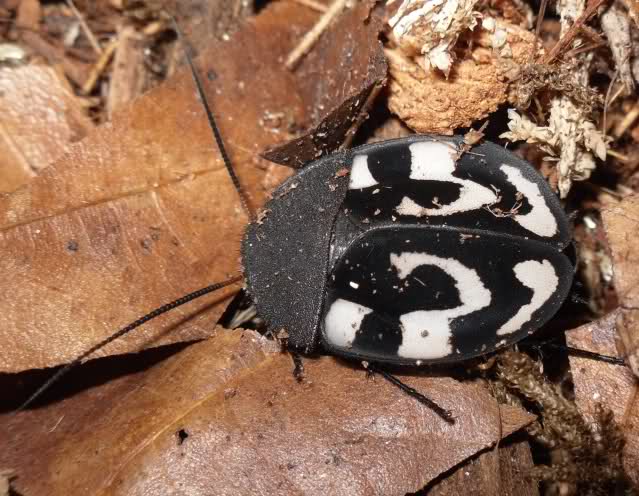 New Arrivals! We now have Question Mark Cockroaches. Any guesses why they are called Question Marks????