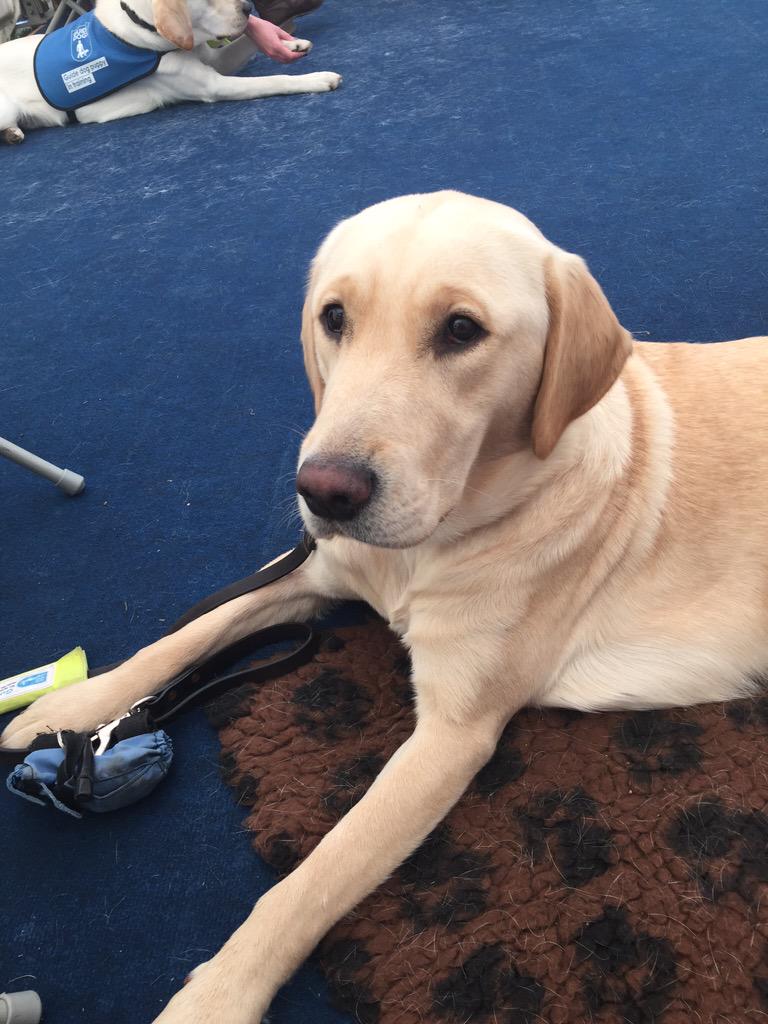WessexScene's tweet photo. I don't mean to alarm anyone but there are a lot of guide dog puppies on campus right now! @YourSUSU http://t.co/fwGs6WbuVA