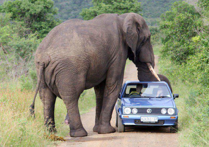 Kunstop De Top 10 Die Gefahrlichsten Tiere Der Welt Http T Co Ojsbhwzbz1 Gefahrlichsten Tiere Welt Top10 Http T Co 42jkjt3yms