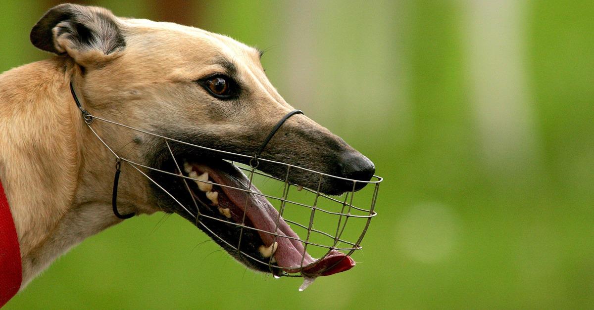 AaronMSanchez's tweet photo. Thousands of greyhound dogs killed annually in Australia http://t.co/r1R7vKLvpK | https://t.co/4Go98n6uNu http://t.co/bSUpPQShyD