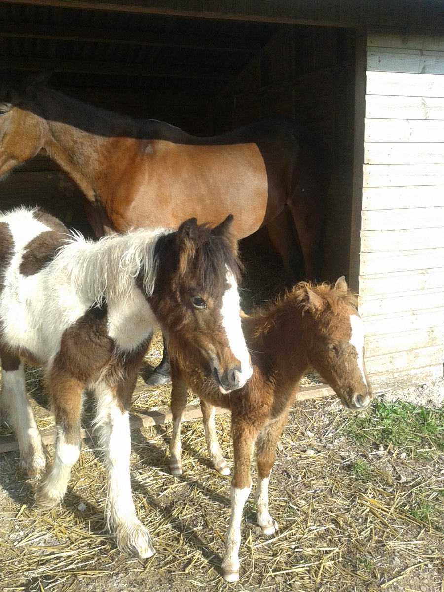 SWHP Summer and SWHP Cracker enjoying the sun this morning. ('nanny' Lilly never far away)