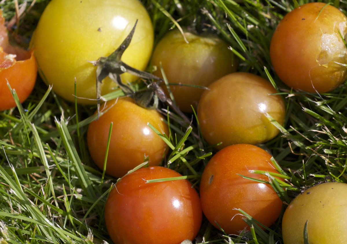 Is this the worst ever year for tomatoes? Or just me?