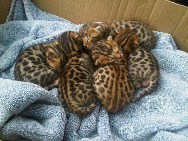 KitNipBox's tweet photo. We just want to kiss all their little faces!
Via http://t.co/MzZAsX09Cy 
#Bundleofbengals #Kittens #Meow #KitNipBox http://t.co/ULXCiMadJl