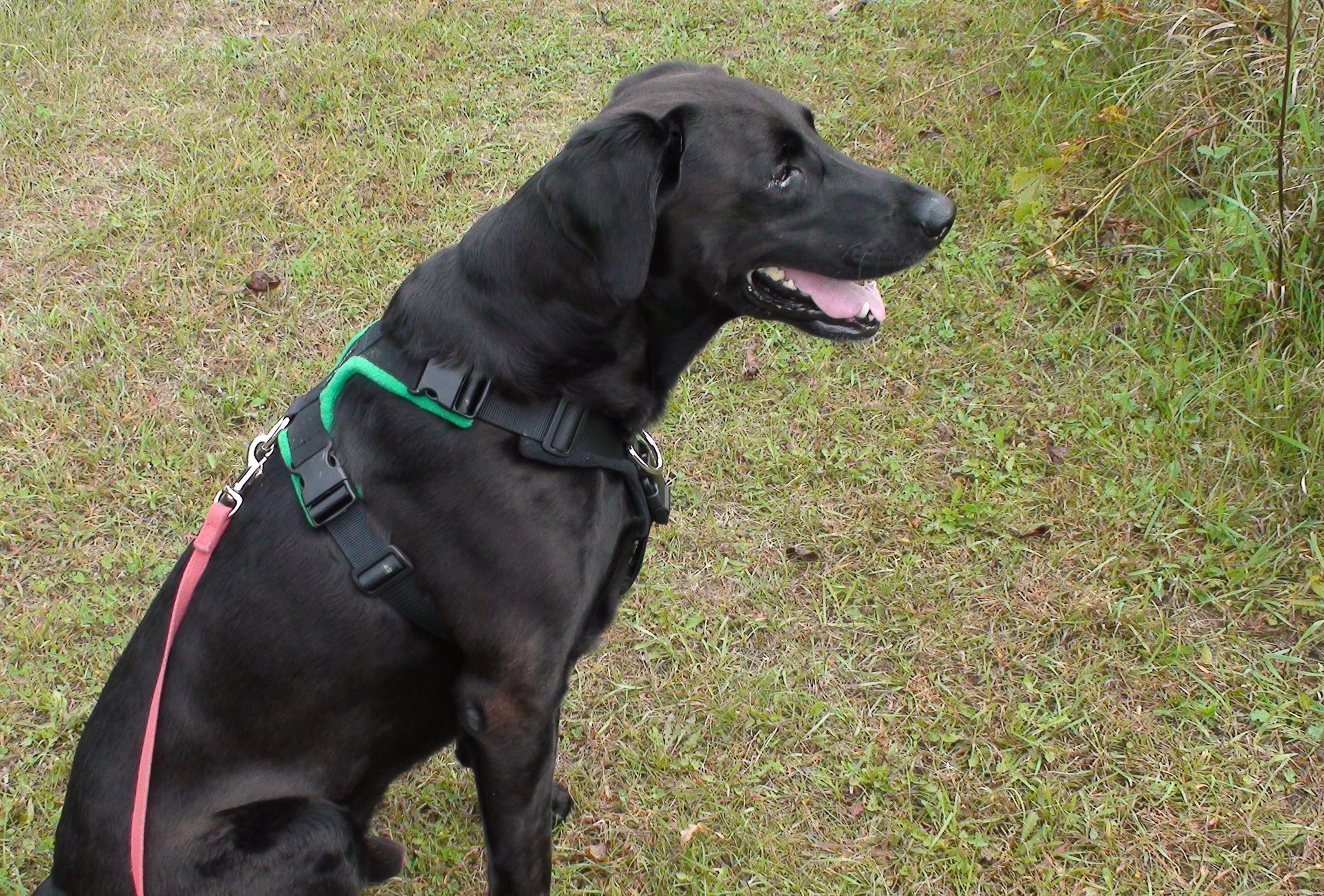 perfect fit harness 40mm