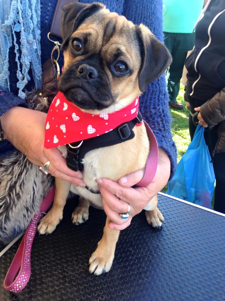 dog games perfect fit