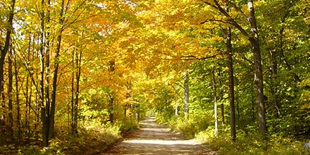 TraverseCity's tweet image. We can't wait to drive down roads like this soon! Check this week's color update ow.ly/SNnDg .