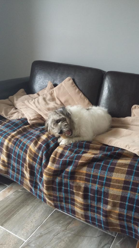 CMCMuk's tweet photo. Love coming home to this bundle of fluff. #Mumphy  #pup http://t.co/7hfeWzkYJk