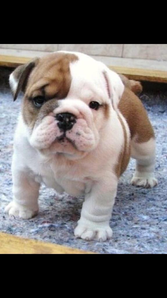 Baby bulldog