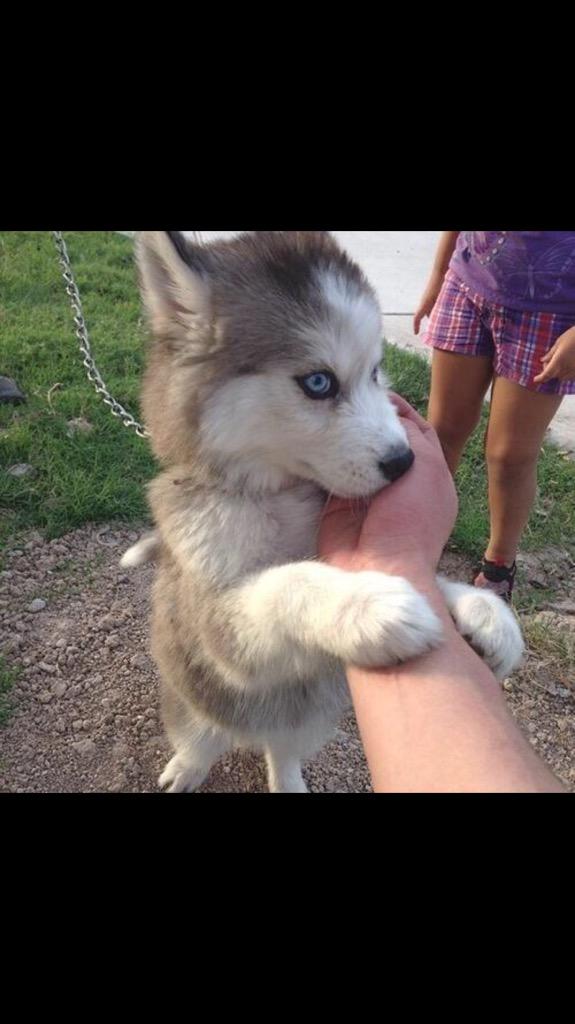 Husky hugs