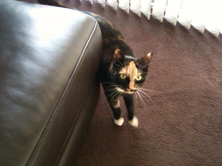 Mel Semple tweet media