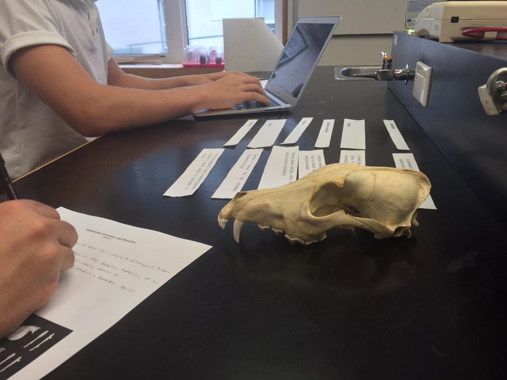 trollwag's tweet photo. Taking a closer look at the adaptations found within skulls @LakefieldCS. #InquiryLearning #TrollingBio #LCSBio http://t.co/E4ZzVsUT1h