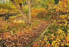 outdoorfest's tweet photo. We can't wait for these views at the @bklynbotanic! Photo by: https://t.co/TXhh0qZR8L #explorebk #autumn http://t.co/6VReJOYkX1