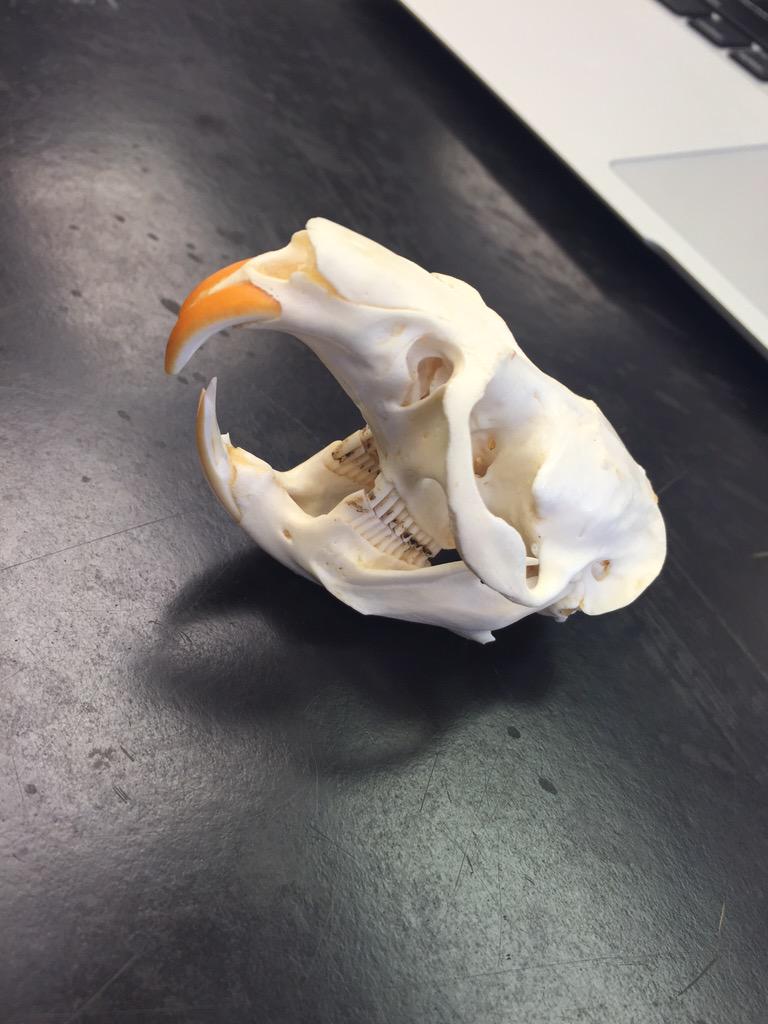 paigebonner99's tweet photo. 💀 #trollingbio http://t.co/6zxCEFTXtV
