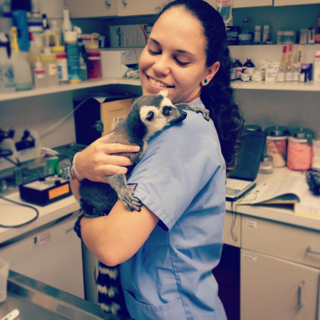 AlyNic14's tweet photo. I love the random critters that come in to emergency in the middle of the night. #emergencyvettech #lemur #lovemyjob http://t.co/UfCBVTrLmK