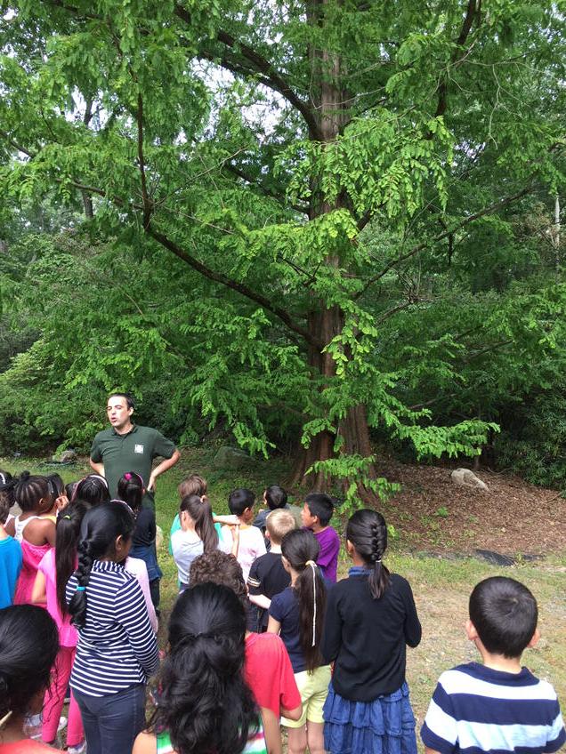 megetha's tweet photo. Second graders meet a Dawn Redwood #ktm100 "KTMurphy http://t.co/UHnsfCgM9s