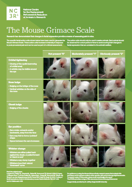 SNORS on X: The rabbit grimace scale is another great way of