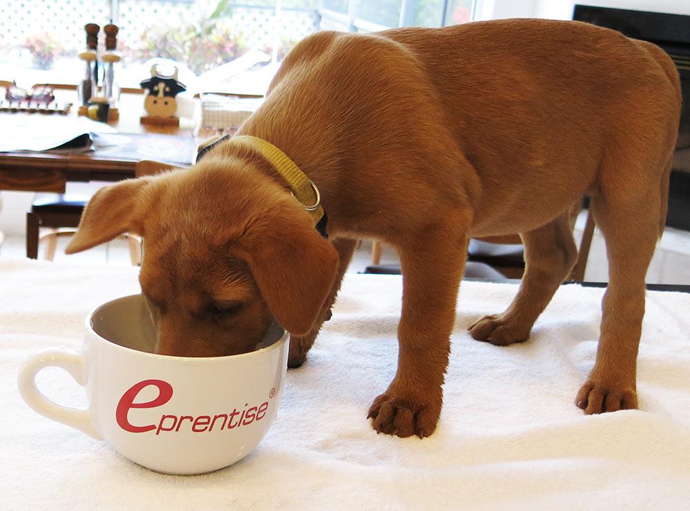 Lucy our #ChiefOperatingPup is enjoying a cup of joe on #NationalCoffeeDay!  Have you had your brew today?