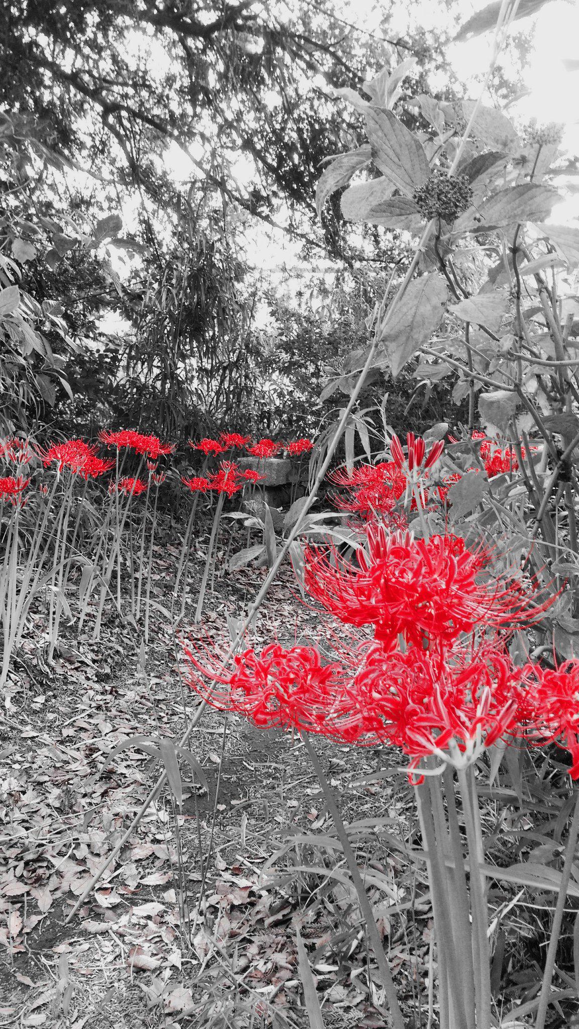 画像 彼岸花の写真にaillisカメラのアップル加工するの楽しい Http T Co Lrjqabt9qi Matomehub まとめハブ 画像 彼岸花の写真にaillisカメラのアップル加工するの楽しい Http T Co Lrjqabt9qi Matomehub まとめハブ