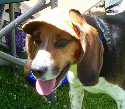 carisummer1's tweet photo. Mr. Beagle wearing a size medium #DoggySuperVisor #DogVisor in #SantaBarbara. Happy Dog! http://t.co/Pt5afsjIaE