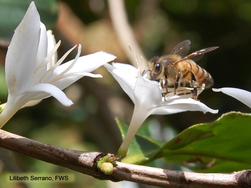 USFWS's tweet photo. Thank a bee on #NationalCoffeeDay! Bees pollinate the coffee flowers making ☕  possible. http://t.co/0xkGih0COG http://t.co/TvoXxw0Yiy