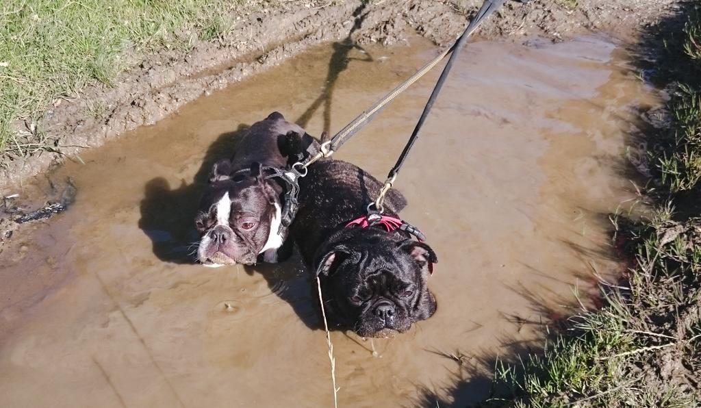 ThepugnatedOne's tweet photo. Only a mud bath will do on a hot day after climbing the peaks #Latrig http://t.co/BCXJsl3bw8