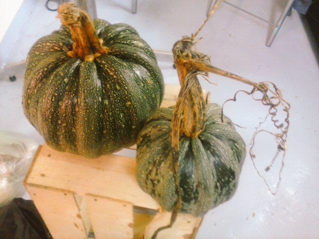 mazatldulces's tweet photo. Volviendo de #mercadosancosme con estas chuladas
Especiales para @centralbazardf  y @mercadillobazar http://t.co/KOvrEuYx0j