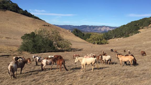 ReturnToFreedom's tweet photo. Wild Horses at Return to Freedom's Sanctuary need 29,000 gal of water weekly. Please help-http://t.co/lJyD38BC67 http://t.co/eeZAf6Oc7Z