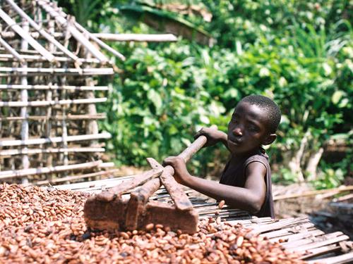 Sfruttamento di bambini nei campi di cacao in Costa d'Avorio.