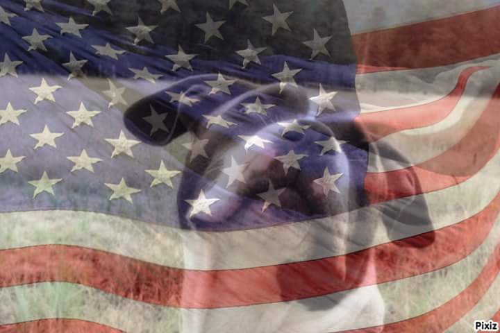 HardRockBullys's tweet image. A person who got a puppy from me did this cool pic with the pup from HardRockBullys.com